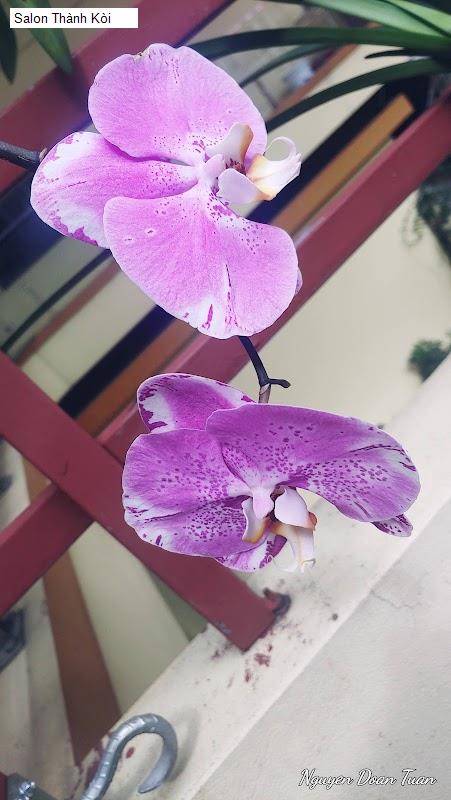 Hình ảnh Salon Thành Kòi